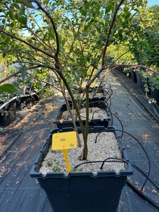 Proef in blauwe bessenteelt