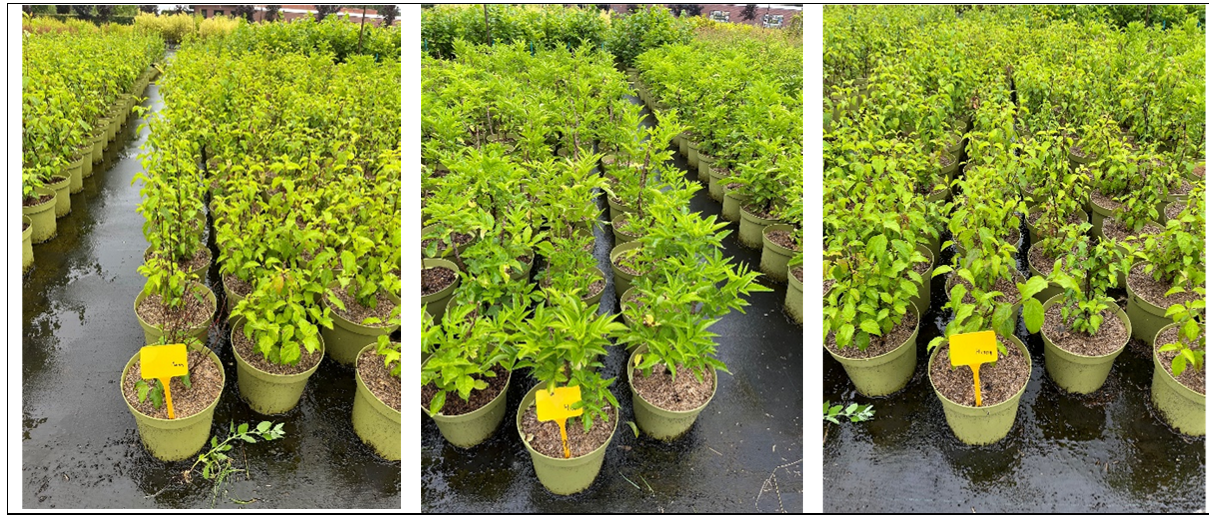 Proef met vaste planten in pot