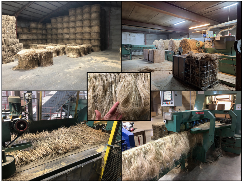 Zwingelen van de geoogste hennep bij Verhalle, waarbij per ras apart gewerkt werd.