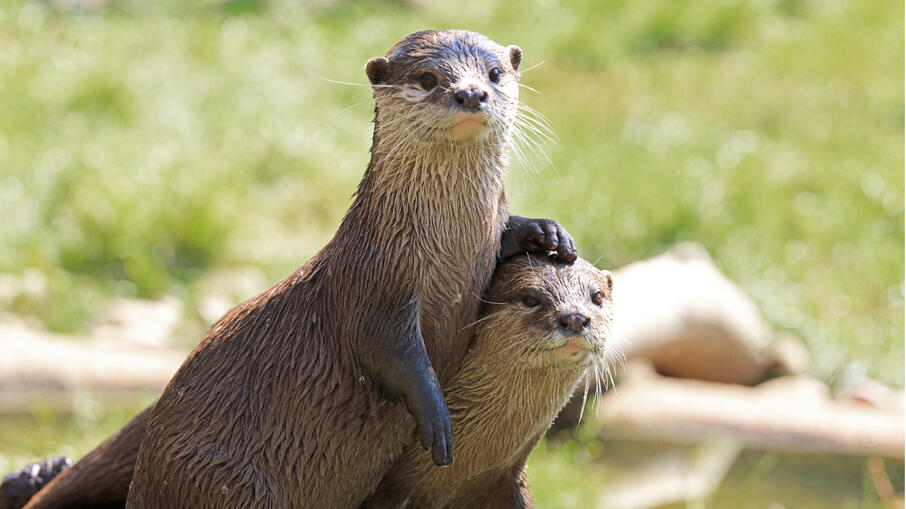 Twee otters