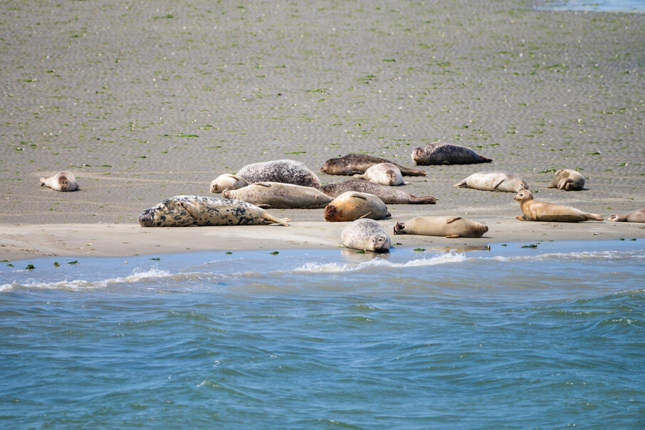 zeehonden op de Roggenplaat