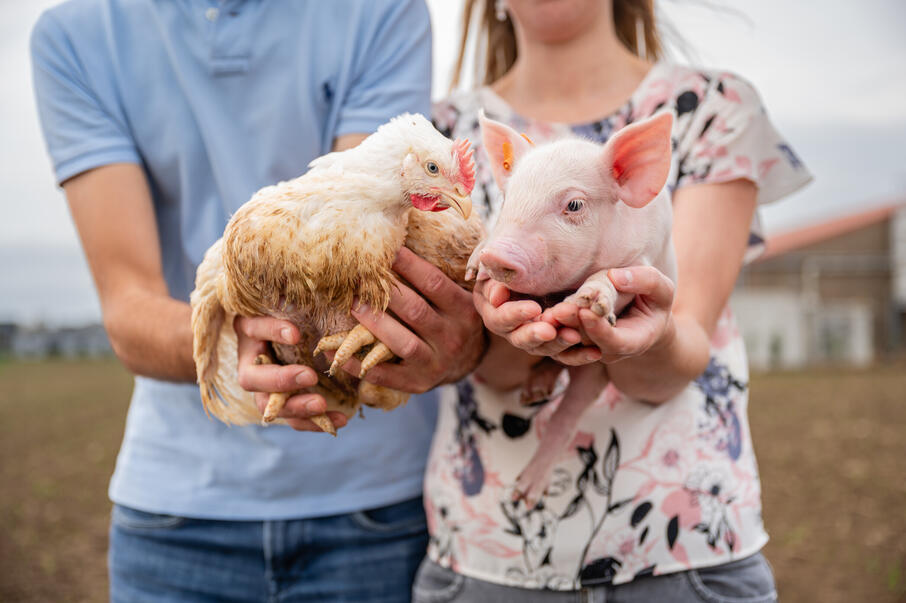Veehouders voor een stal