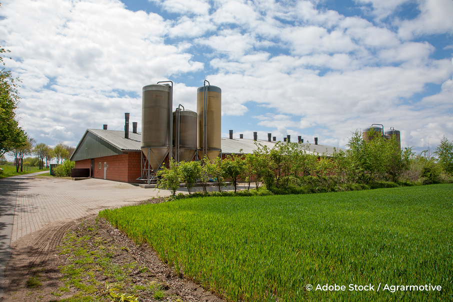 varkensstal Adobe Stock