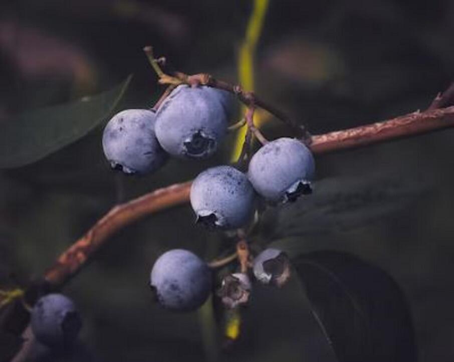 Blueberry