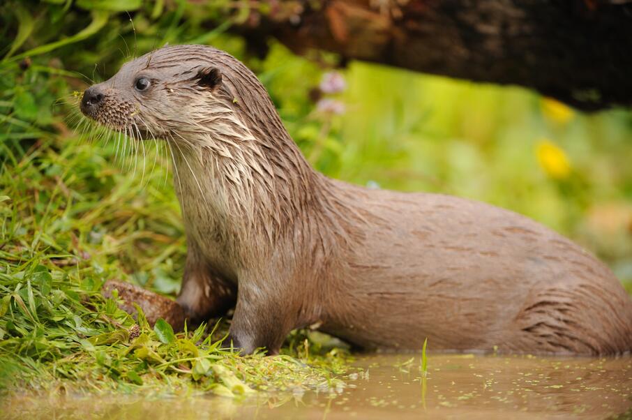 Otter VILDA Yves Adams