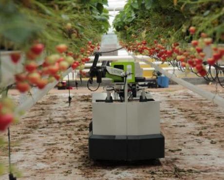 Octinions Strawberry Picking Robot Rubion