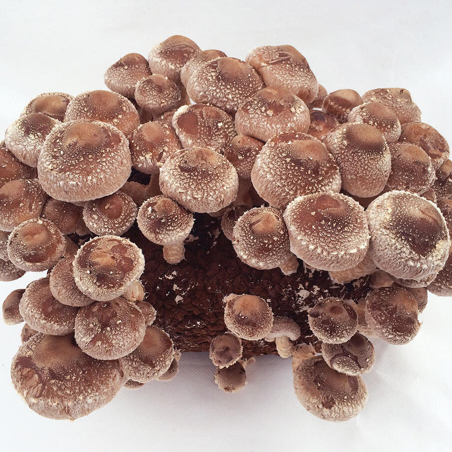 Shiitake table top farm 1
