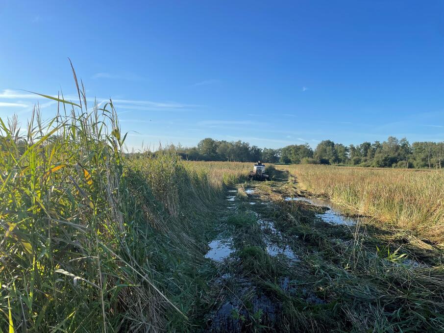 Hoofdfoto Maaien Zegge foto KMDA