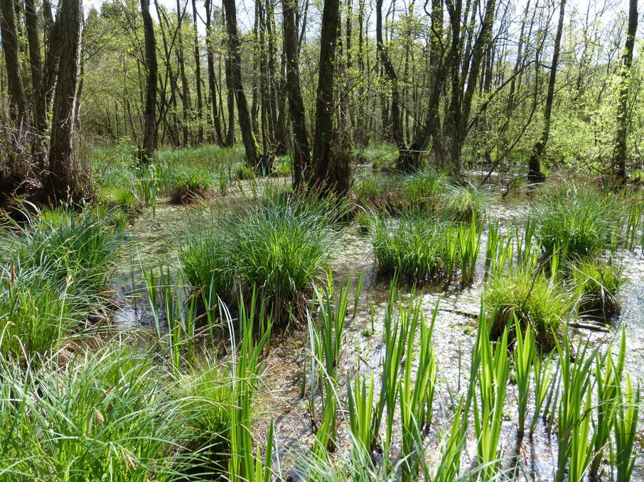 Calievallei broekbos Kris Rombouts 1