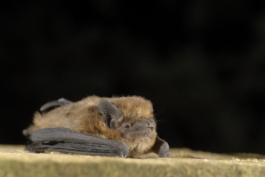 Gewone dwerg RJA0645