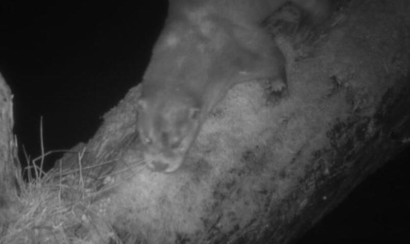 Otter polders van kruibeke