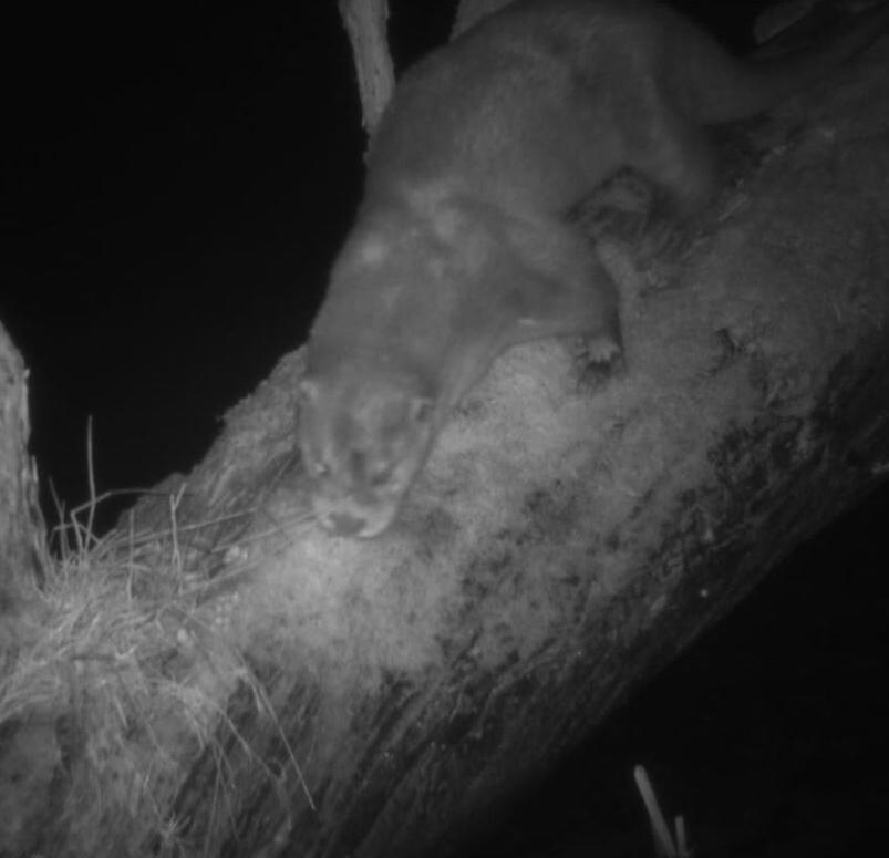 Otter polders van kruibeke