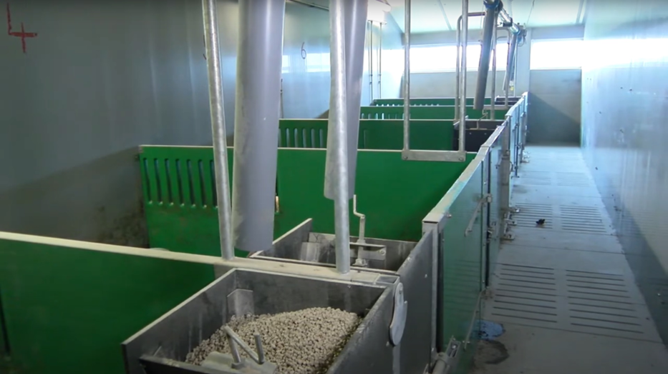 Zeolieten varkens2