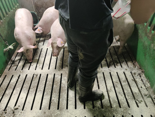 Zeolieten varkens