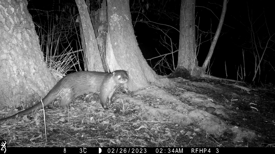 Otter in Berlare Joris Everaert