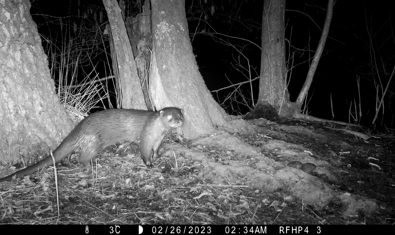 Otter in Berlare Joris Everaert