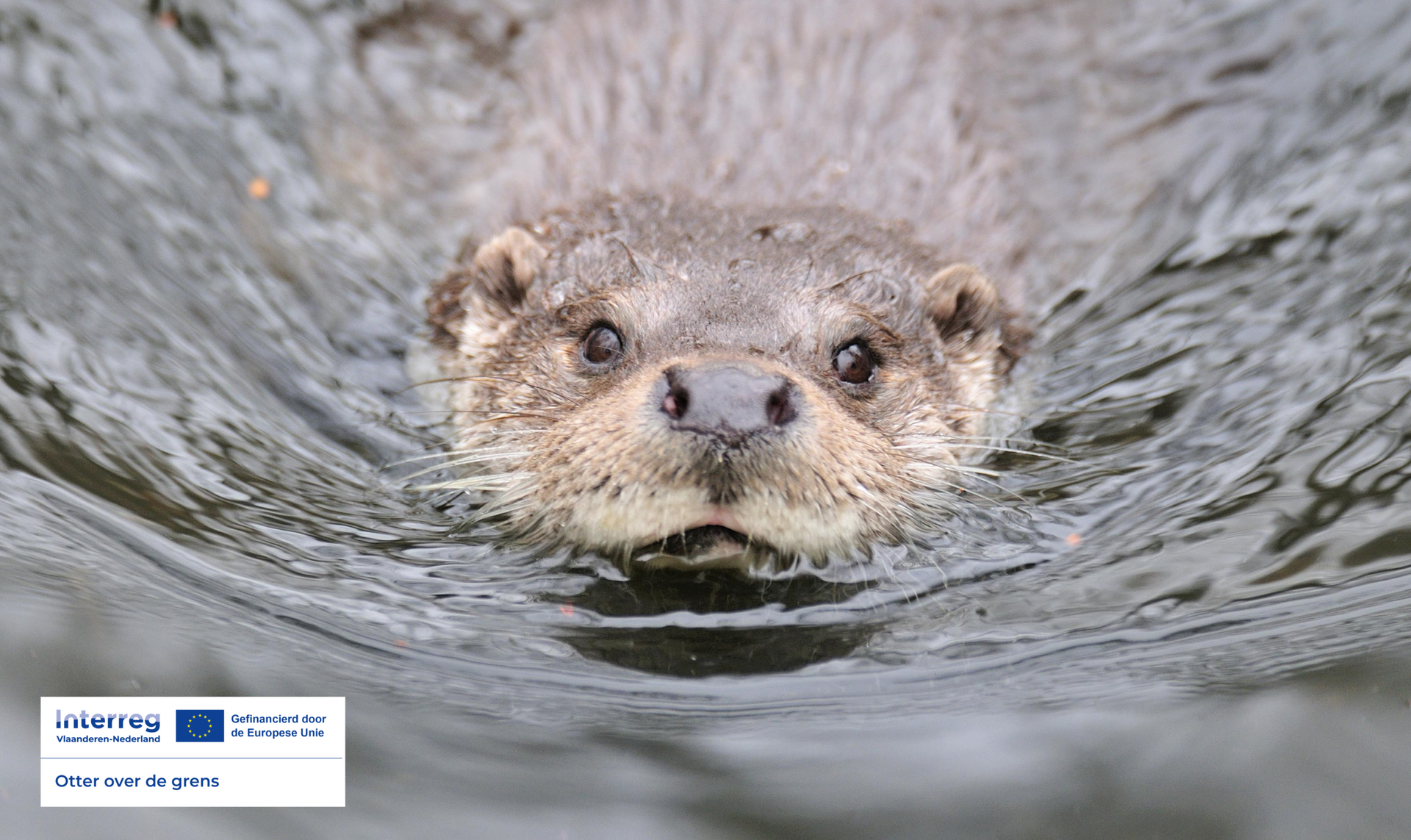 Otter Zwemmend Yves Adams Interreg Otter over de grens