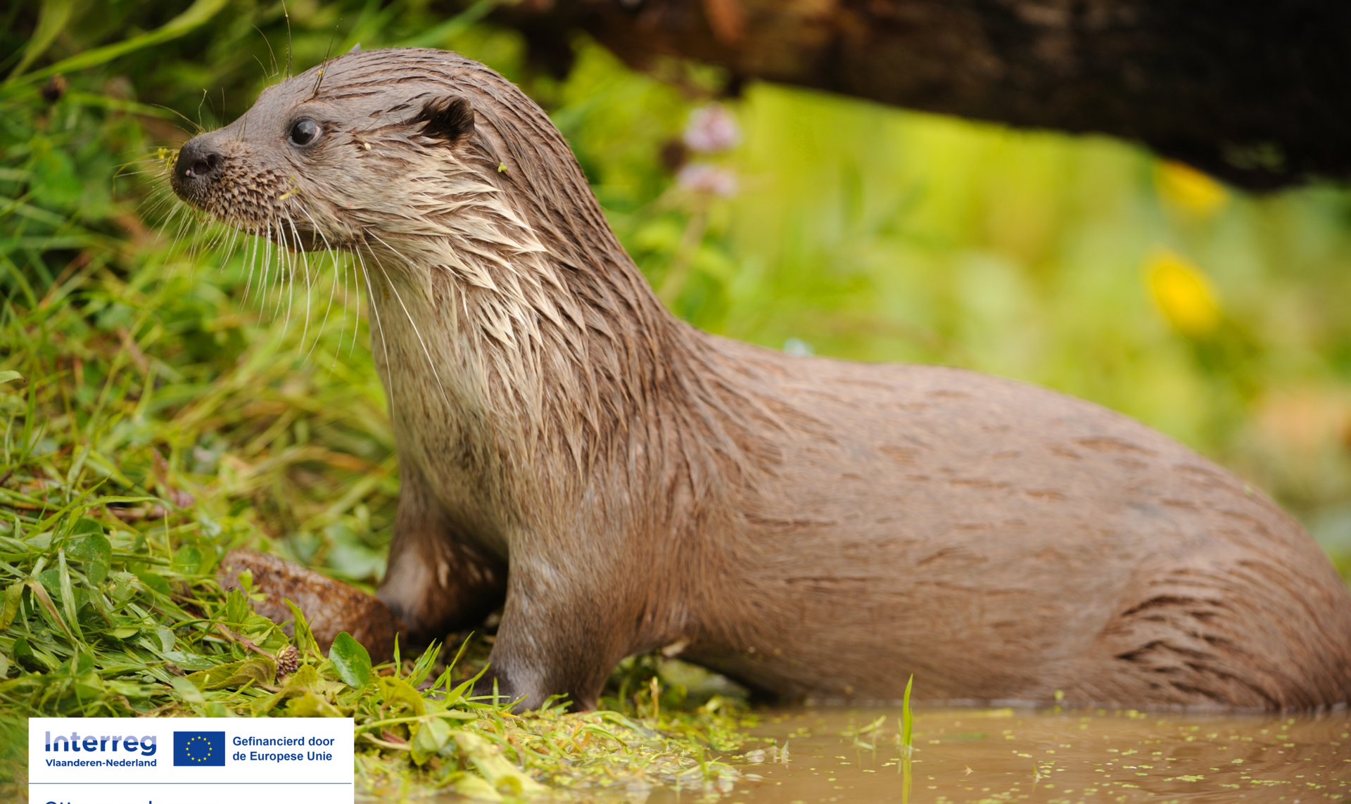 Otter Yves Adams Interreg Otter over de grens