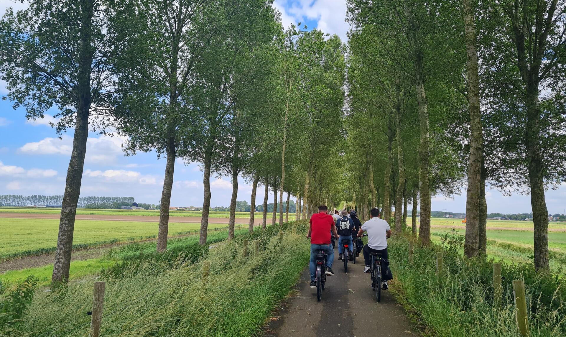 Fietsers fietsen op een dijk tussen twee rijen bomen