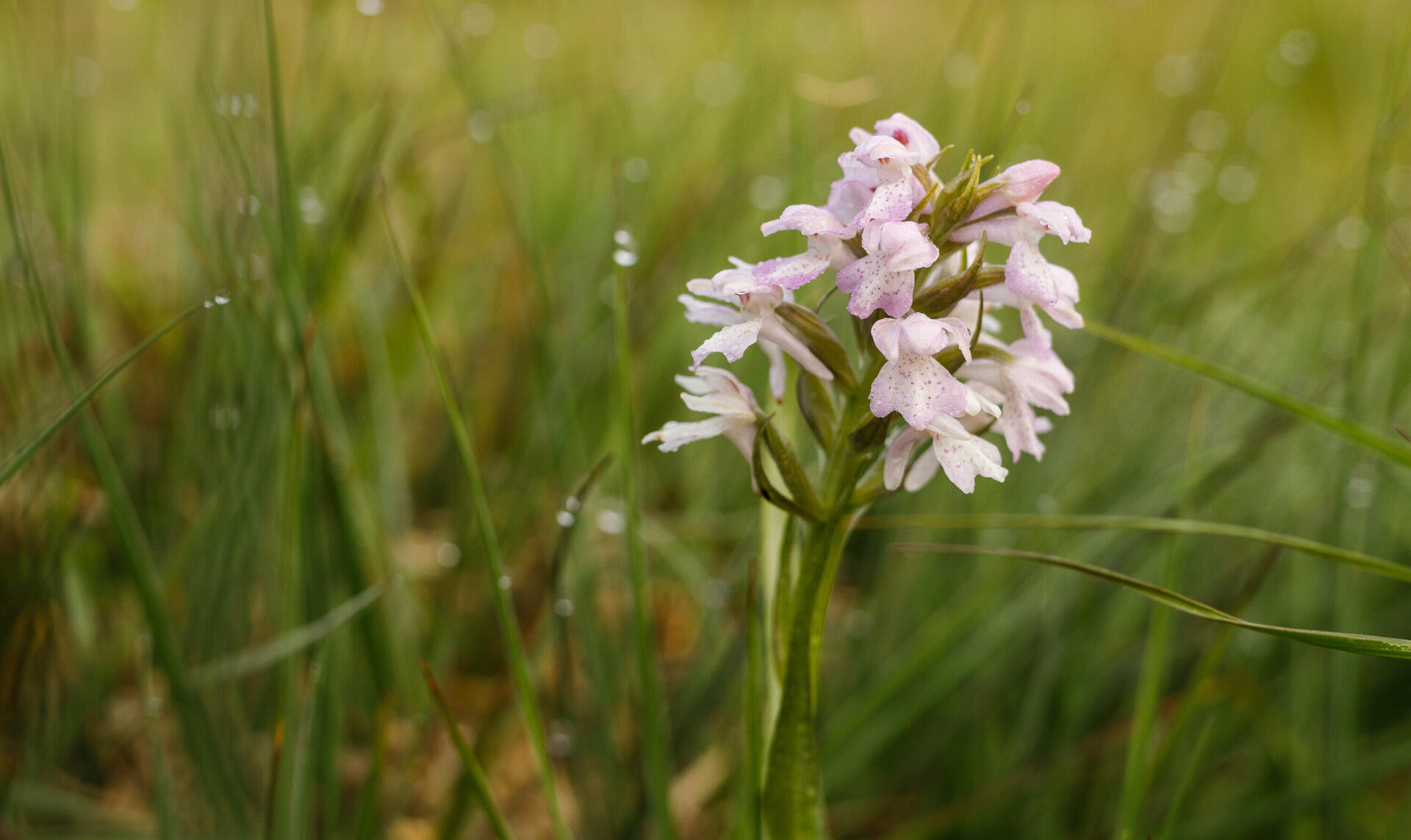 Projectgebied Breukberg (NL) Veenorchis