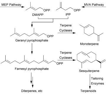 Route for the biosynthesis of terpenes