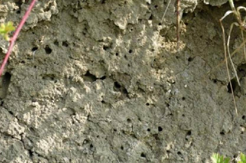 Aquatuur insectenwand2 03