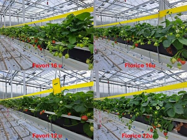 Effect daglengte op bloei inductie doordragers