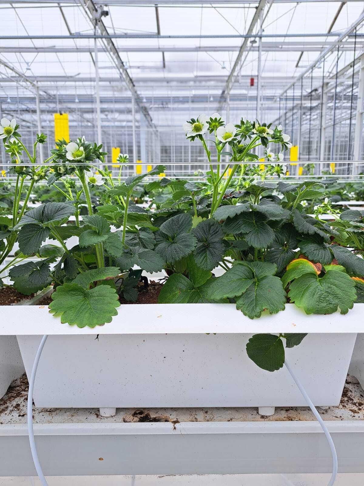 Tray serre zonder frigo