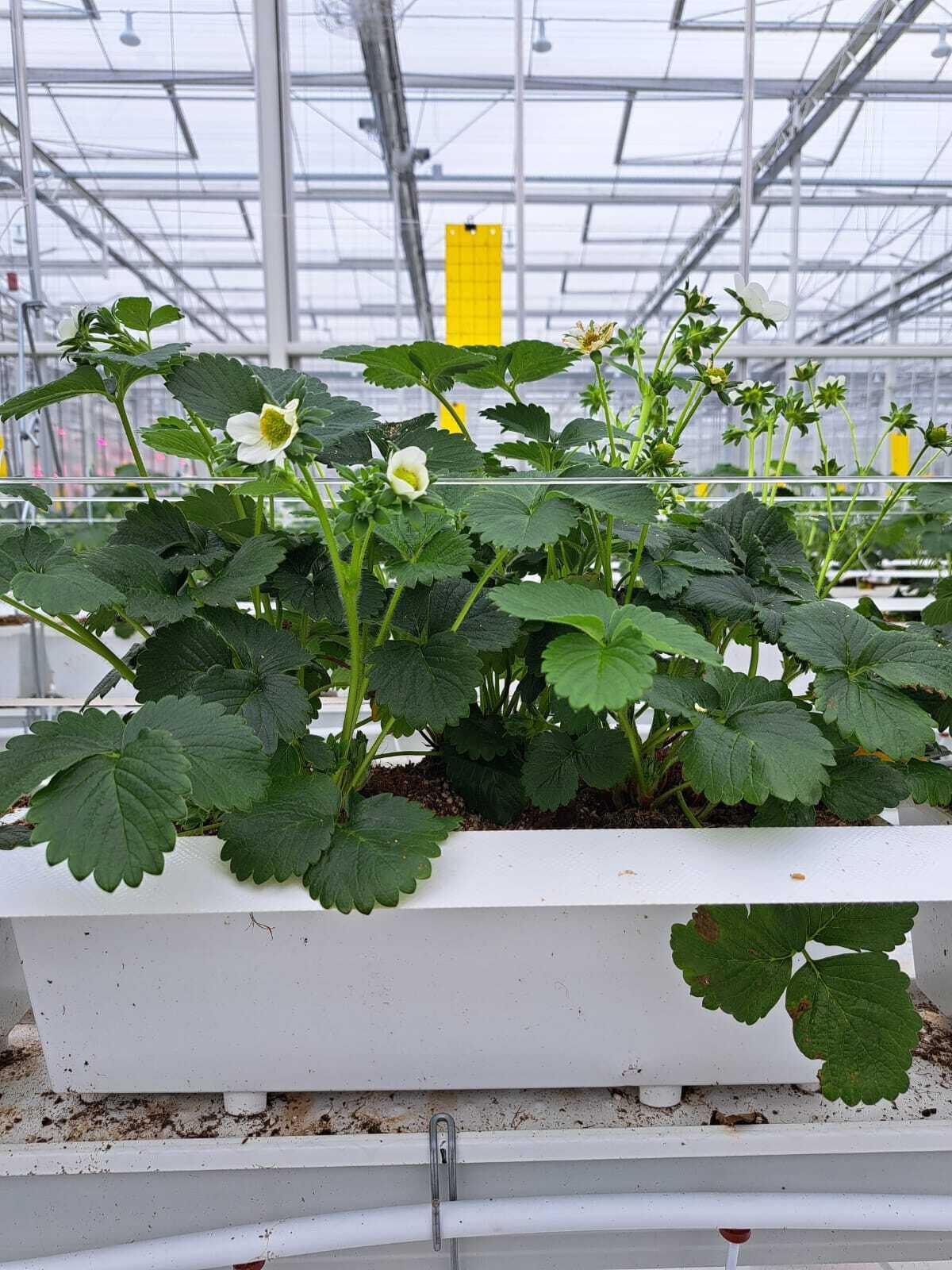 Tray in serre met frigo