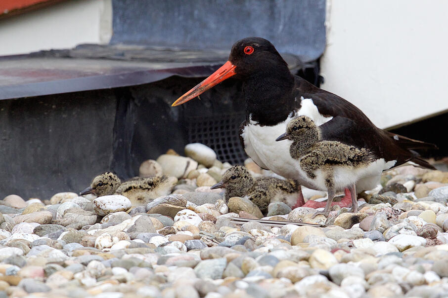 Copyright Geert de Vries scholekster met jongen