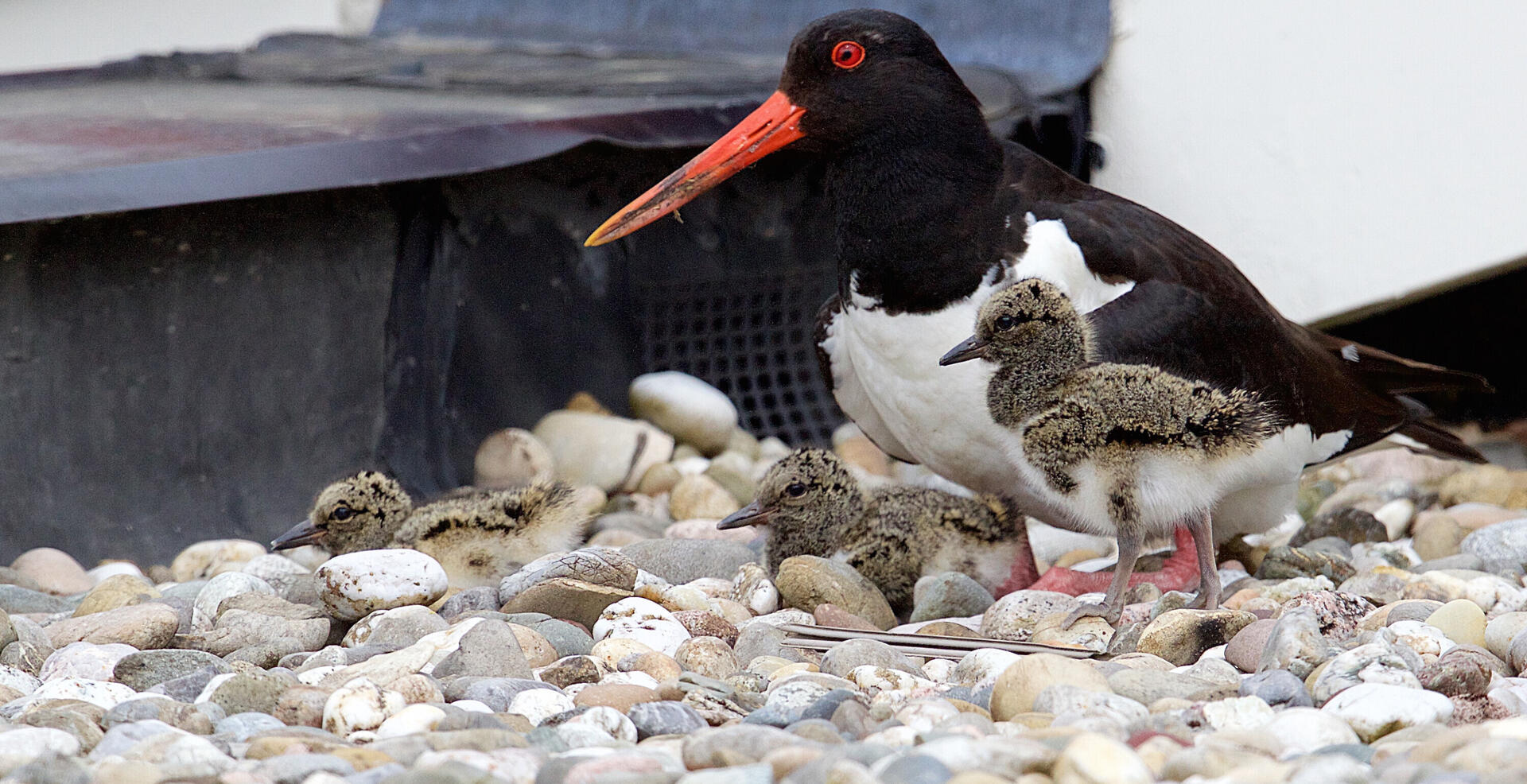 Copyright Geert de Vries scholekster met jongen