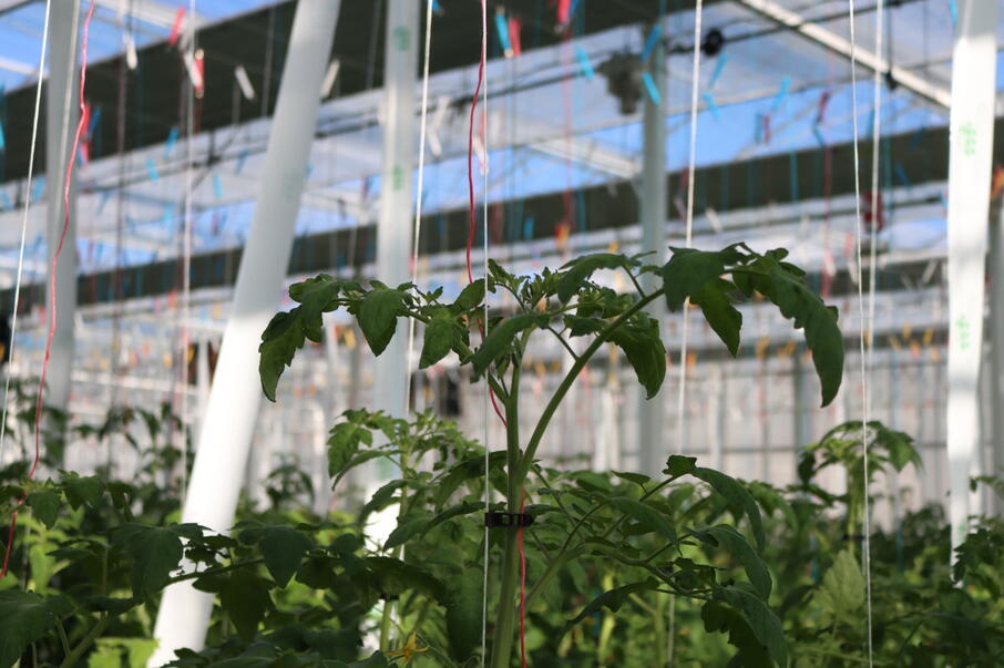 Opti Energie Close up Tomaat 2