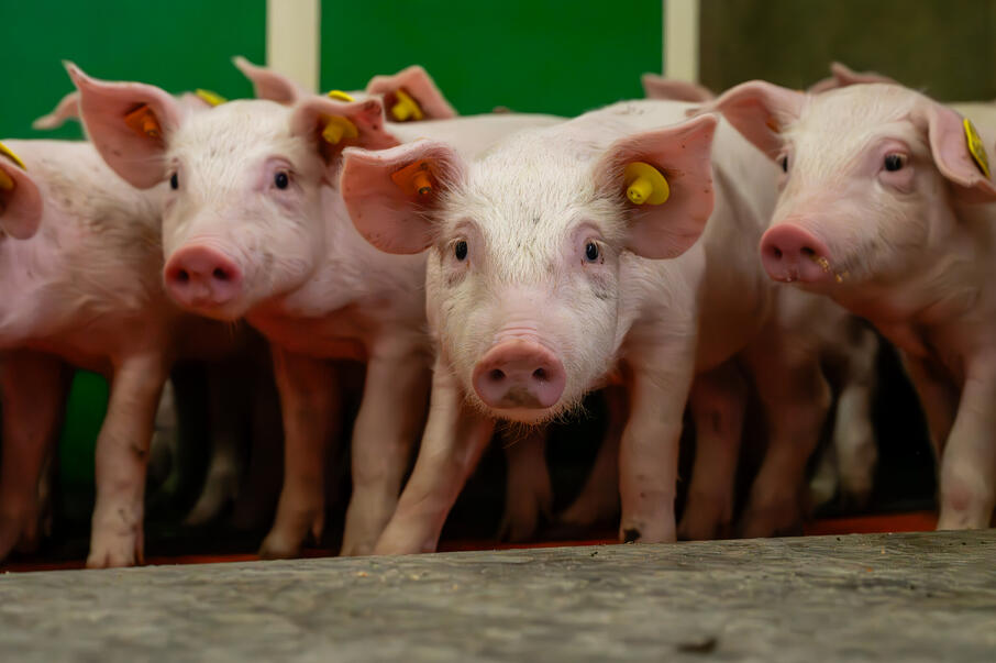 ILWG Vanden Abeele varkensstal 2023 10 13 00089