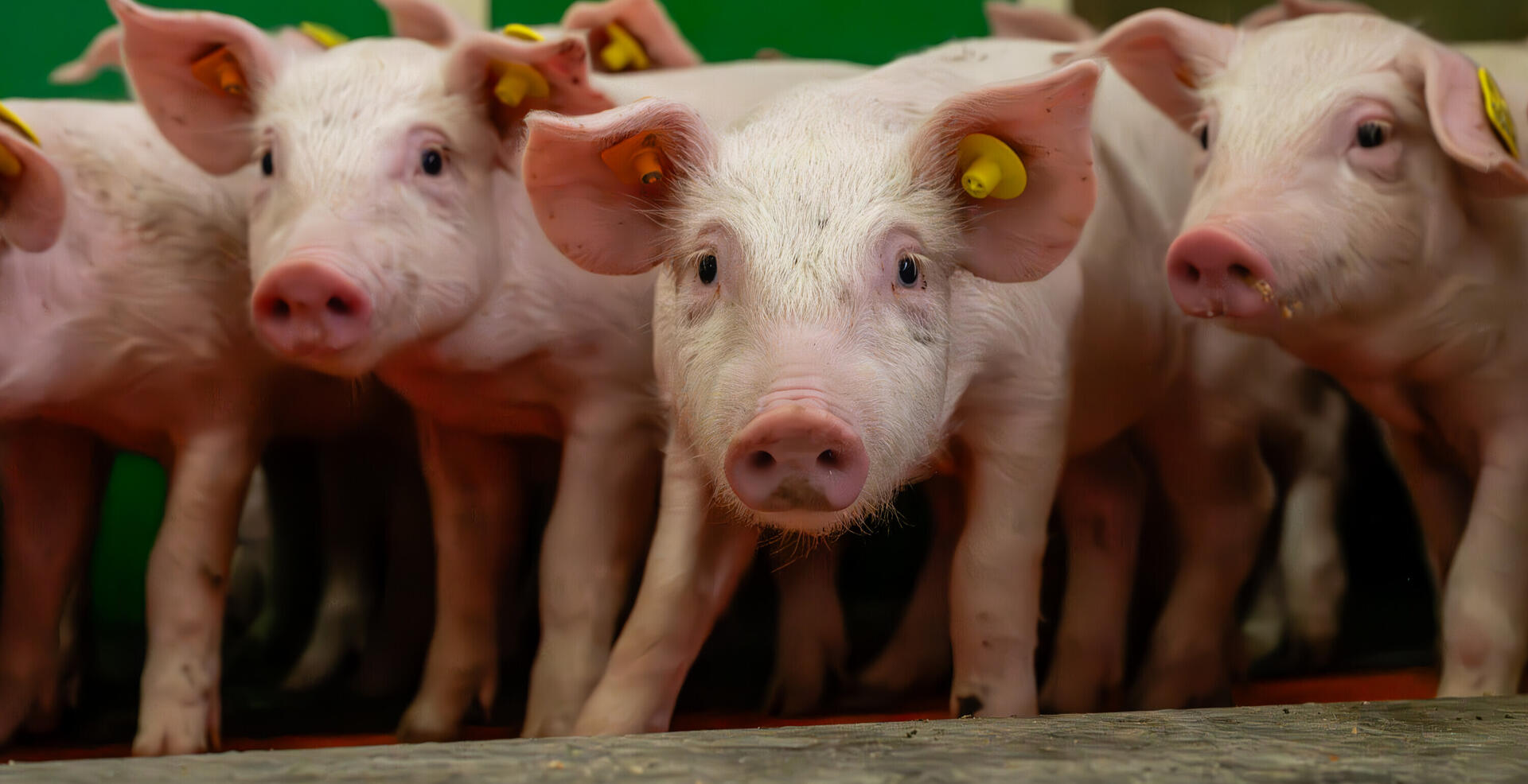 ILWG Vanden Abeele varkensstal 2023 10 13 00089