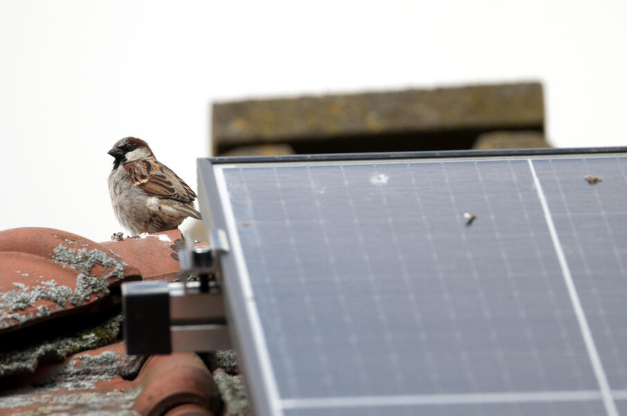 Niels Luyten 2024 04 18 huismus Kessel Lo 3