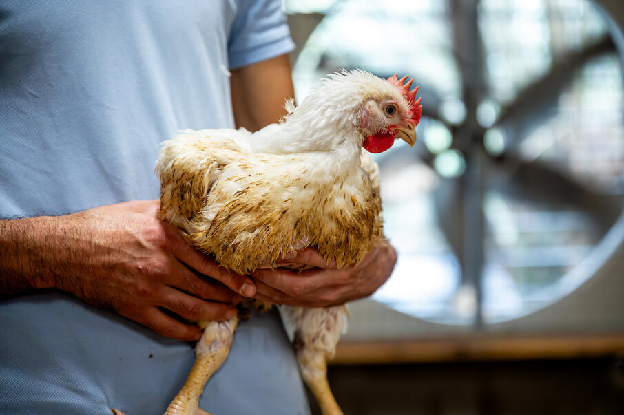 ILWG Vanden Abeele pluimveestal 2023 10 13 00020