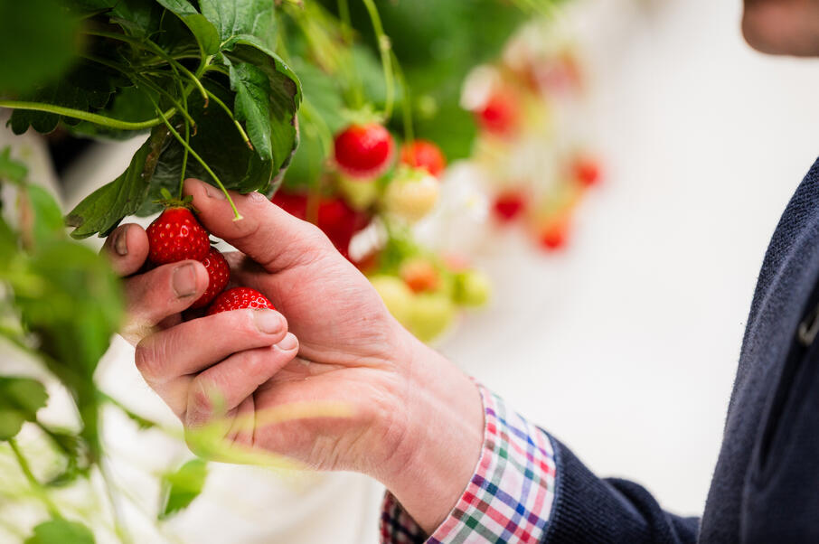 ILWG 20250415 Aardbeien Inagro 32