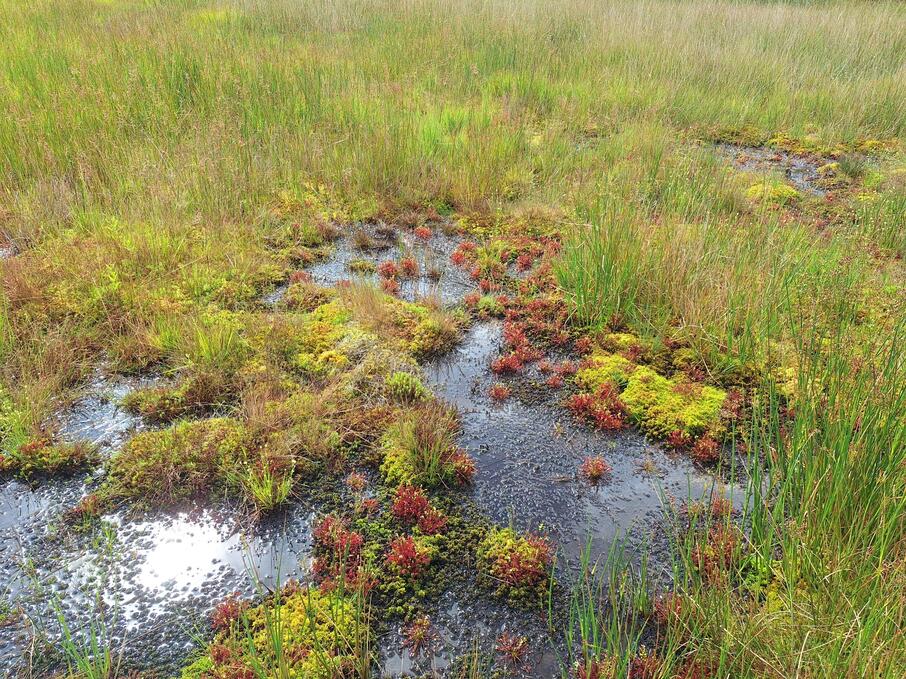 Algemeen beeld veen