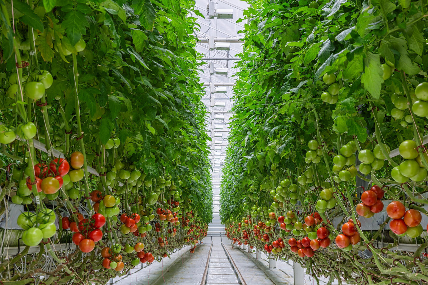 Trossen tomaten in een serre