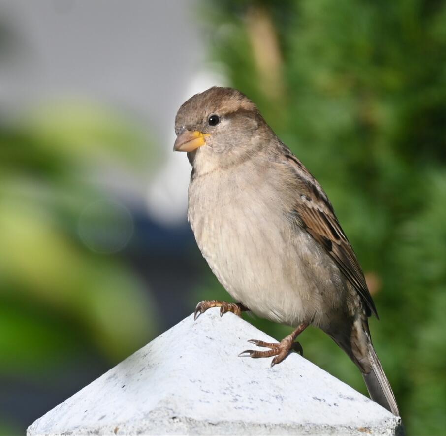 Vogelbescherming Vogelfotogalerij Huismus Kim Noordhuis Fotogalerij