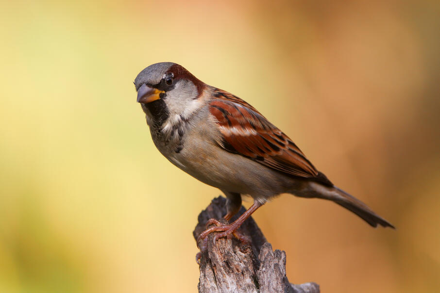 Vogelbescherming Vogelfotogalerij Huismus Cindy Kuiphuis Fotogalerij