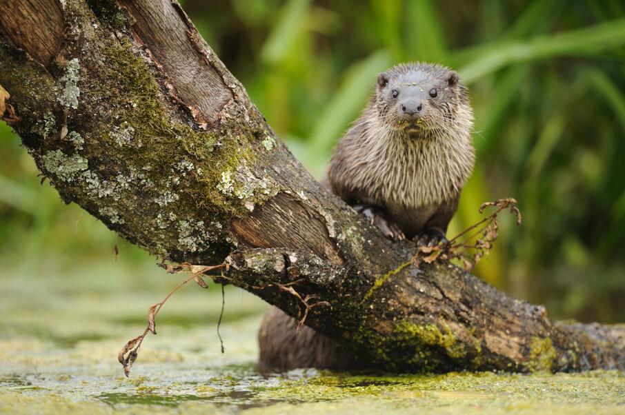 Otter Yves Adams