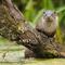 Otter Yves Adams