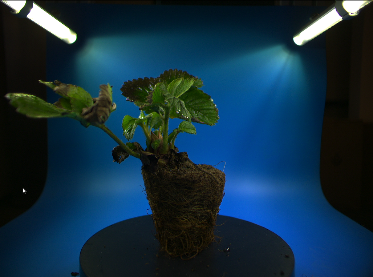 Trayplant Original
