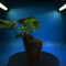 Trayplant Original