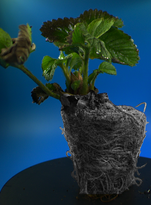 Trayplant Roots
