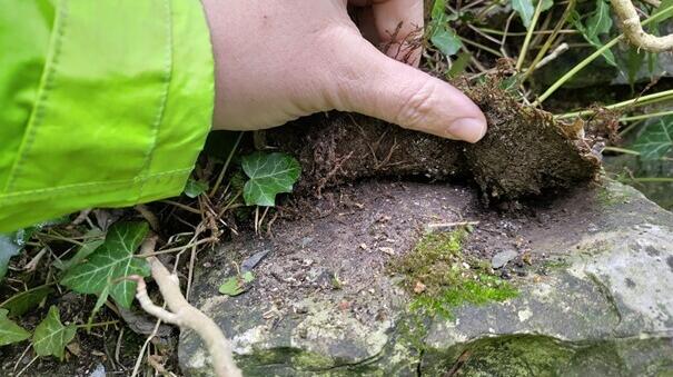 Sint Baafs Opbouw natuurlijke pakket eikvaren