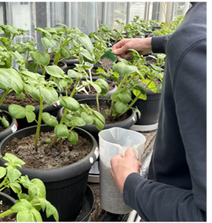 Aardappelen