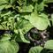 Pezibear potato plants 6333410