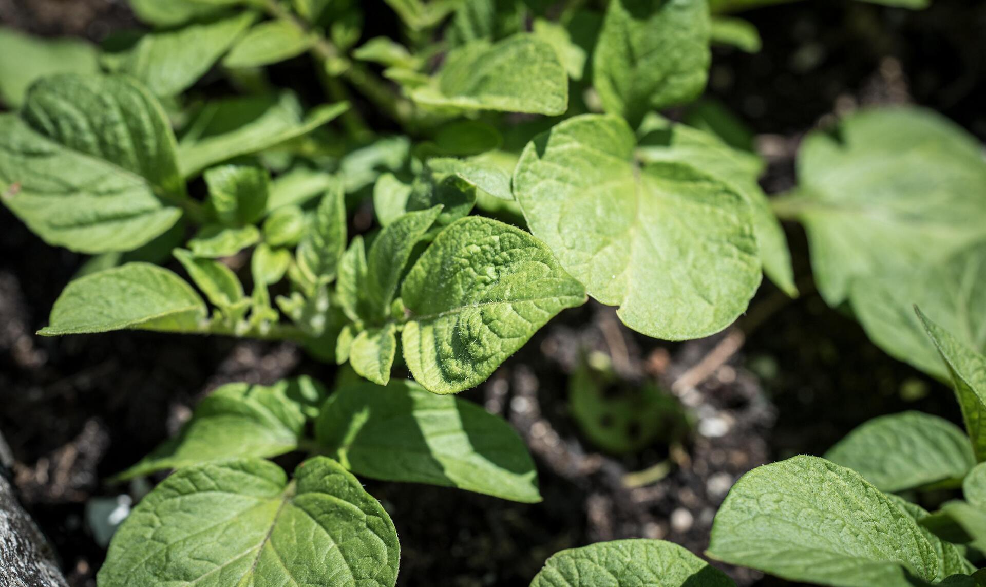 Pezibear potato plants 6333410